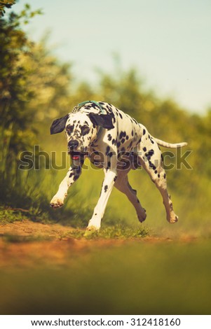 fun crazy dalmatian dog puppy running and flying in summer nature
