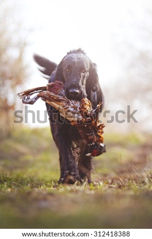 beautiful fun and crazy flat coated retriever dog puppy hunting with pheasant