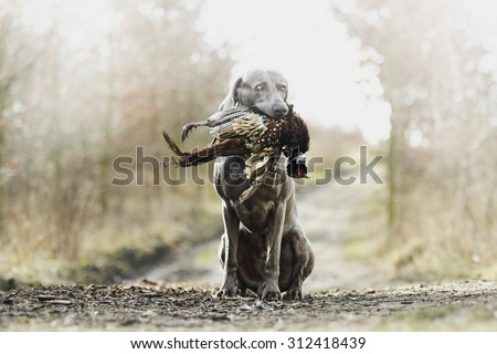 young weimaraner dog holds pheasant hunting in spring background
