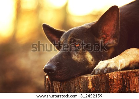 sad portrait german shepherd dog puppy in sunset nature