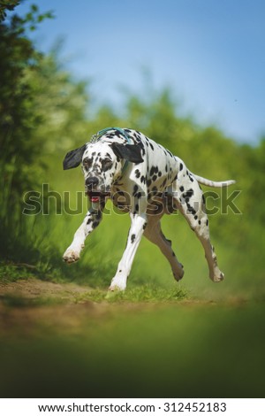 fun crazy dalmatian dog puppy running and flying in summer nature