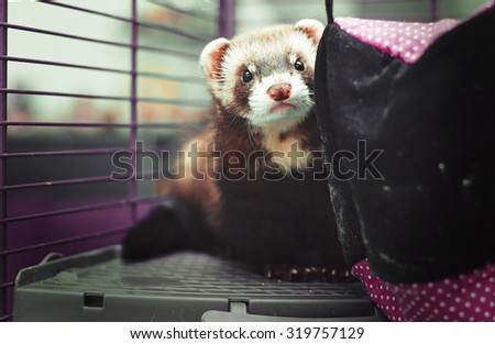 offended curious lovely and cute baby ferret or polecat waits in his cage