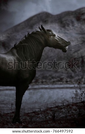 beautifu wild black stallion breed friesian horse or P.R.E.  whispers in mountains winter evening Photo stock © 