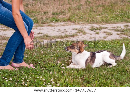 Young dog play with girl/Young dog/Young dogand girl