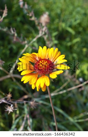 Yellow flower on natural background/Yellow flower/Yellow flower on natural background