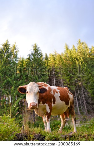 Carpathian curious cow in the pasture, Ukraine/Curious cow/Carpathian curious cow in the pasture