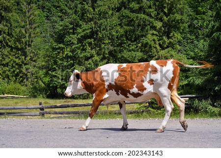 ?ow running on the road, Carpathians, Ukraine/Running cow/?ow running on the road