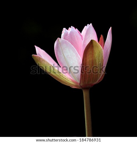 blooming lotus flower isolated on black background