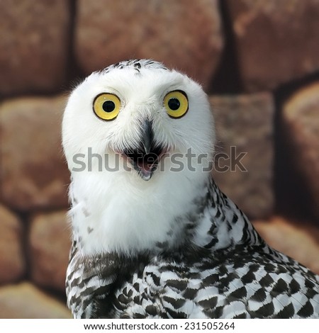 closeup of snow owl with nature background