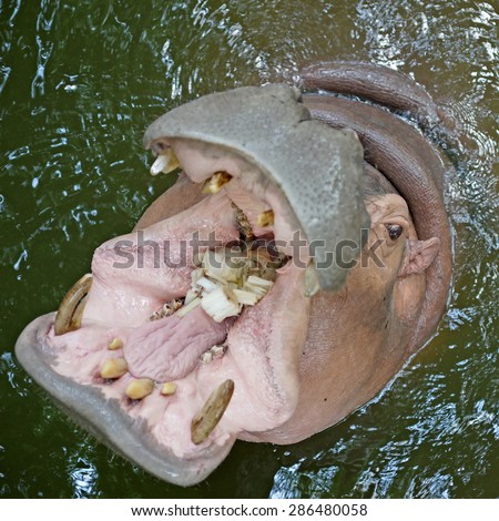 closeup of hippopotamus open mouth waiting for food