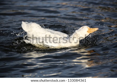 White Peking Duck taking a bath