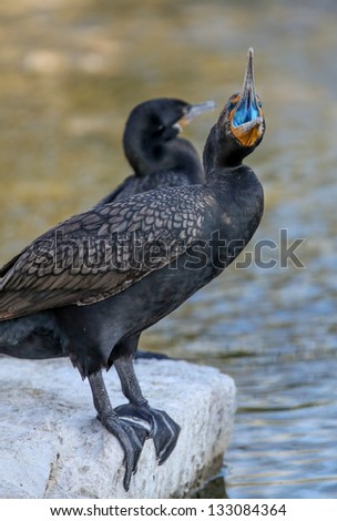 Double-crested Cormorant showing off it\'s blue gullet (open mouth)