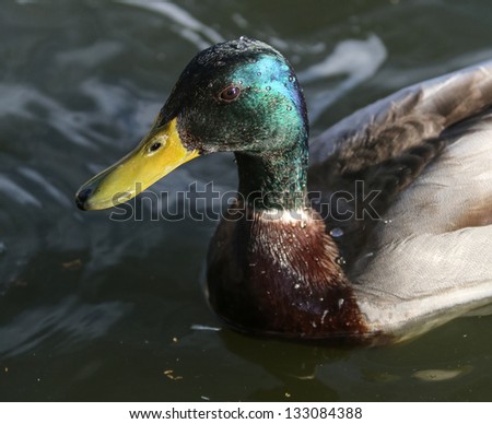 Side profile of a male Mallard Duck