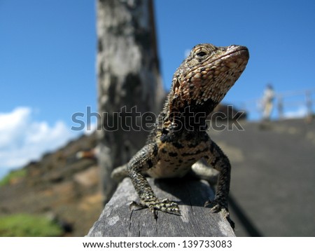 ISLA BARTOLOME, GALAPAGOS ISLANDS - CIRCA 2008 - Small lizard on a fence post