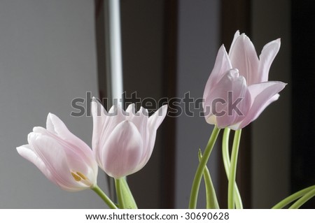 Pink tulips bunch over grey background