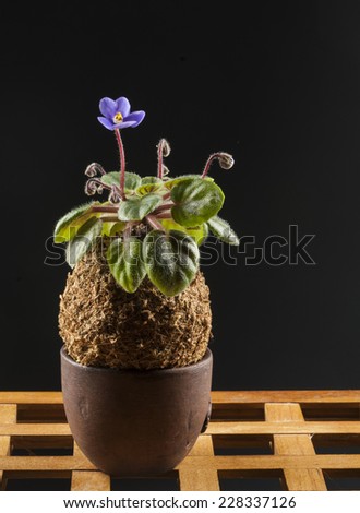 Beautiful violet in a moss ball over dark grey background