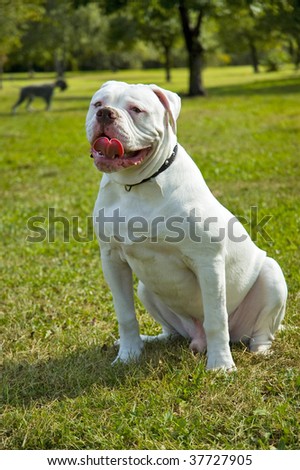 Young American Bulldog sits in park