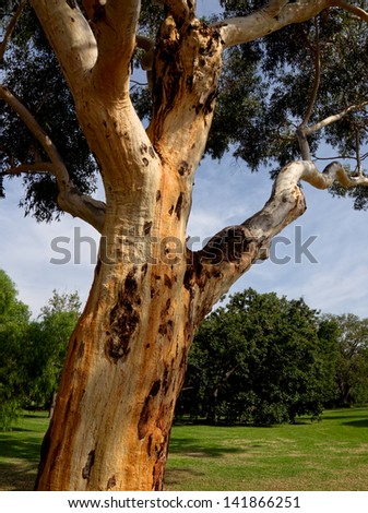 Classic mature Australian gum tree in a Melbourne garden