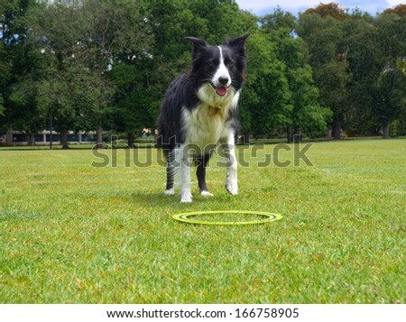 border collie dog waiting for frisbee to be thrown