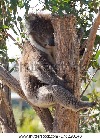 Australian koala sleeping in a gum tree