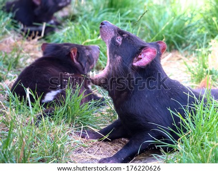 tasmanian devil showing its vicious teeth
