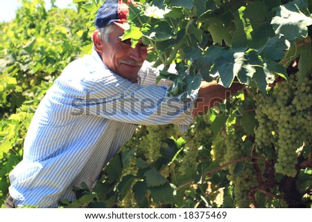 old man working in the vineyard