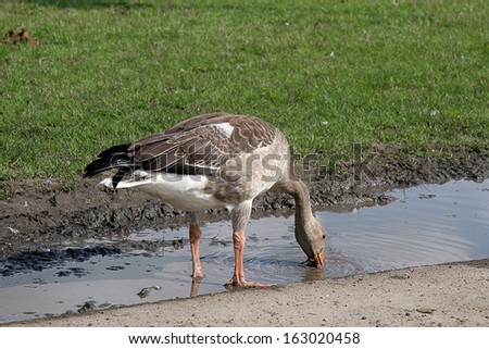 Back view of goose drinking water from the stream with green grass background