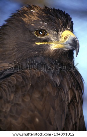 eagle wild birds volatile natural world birdwaching