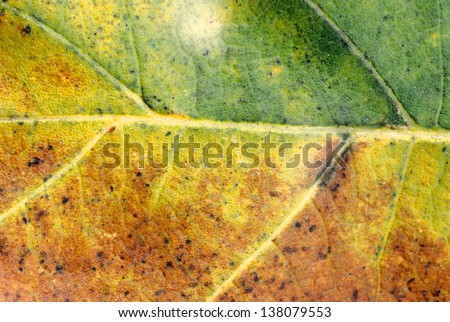 leaves macro magnification particular plant tissue