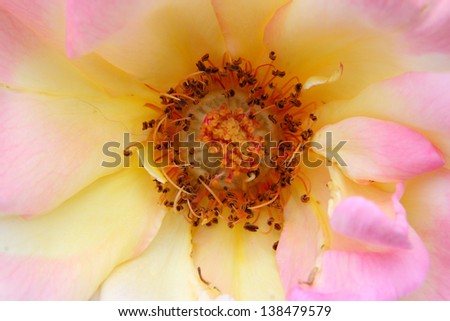 flower and petal pistil internal magnification