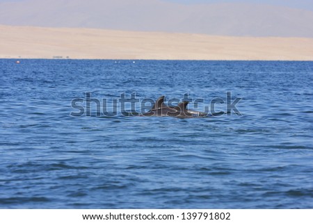 dolphin marine mammals in the national park Paracas and the Ballestas Islands