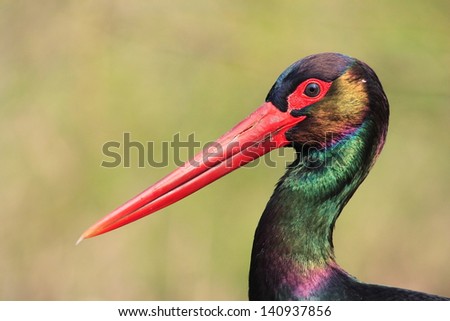 black stork animals birds with wings wildlife birding ornithology nature photography europe