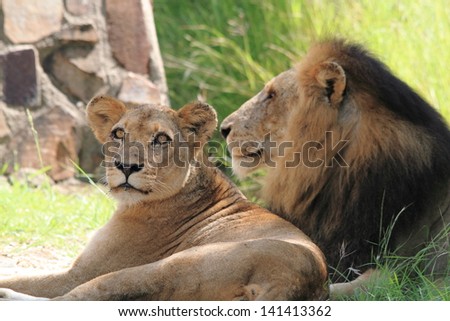 lion king of the jungle carnivorous mammal predator African savannas kruger national park south africa