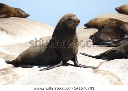 sea ??lion mammal aquatic coasts of south africa atlantic ocean seal hunter fish colony in Cape Town