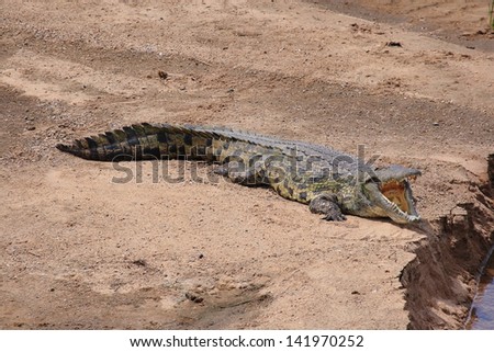 nile monitor lizard reptiles and amphibians warm-blooded animals kruger national park south africa