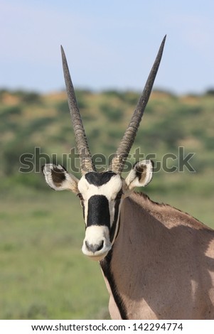 Gemsbok African desert herbivore kalahari desert Gemsbok by an arid climate long horns Kalagadi national park south africa