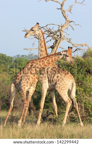 giraffe mammal wildlife African continent kruger national park south africa wild eco-tourism and solidarity