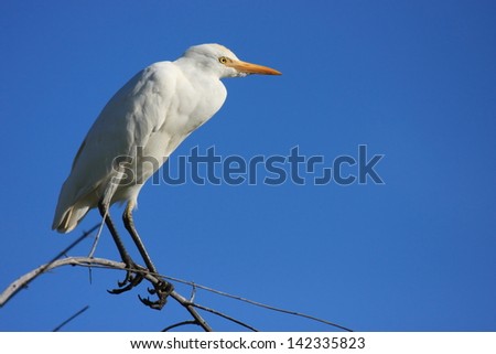 cattle egret african savannah birds rivers and lakes africa birds birds birds birds birdwaching observation censuses African wildlife wild animals