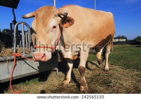 breeding cows and bulls for meat and milk production for cheese parmesan typical Italian product healthy eating eat well