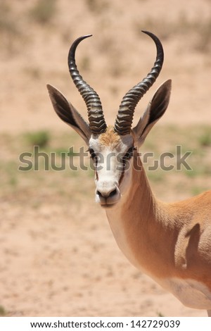 springbok wild animals african mammal savannah plains and deserts africa kalahari desert kgalagadi national park south africa botswana nature parks and nature reserves