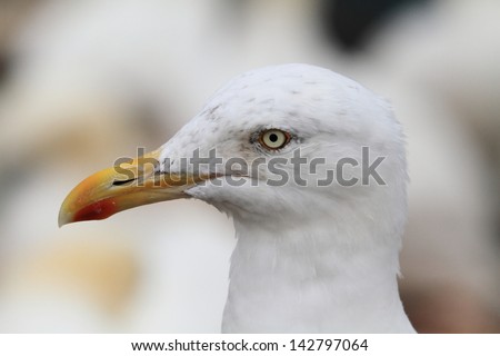 gull Helgoland island nature reserve wildlife haven German North Sea colonies of seabirds and seals on the Frisian islands  germany hamburg nature reserves gull and gannet