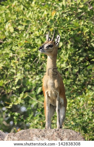 klipspringer mammal wildlife African continent kruger national park south africa wild eco-tourism and solidarity