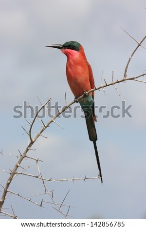 bee eater african savannah birds rivers and lakes africa birds birds birds birds birdwaching observation censuses African wildlife wild animals