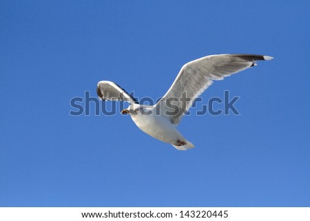 gull flying seagull sea bird predator angler fish and shellfish northern europe norway