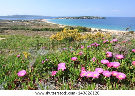 island of seagulls Sardinia\'s north area frequented by sports wind surfing in beautiful spring blooms of poppies tourist area for water sports Italy