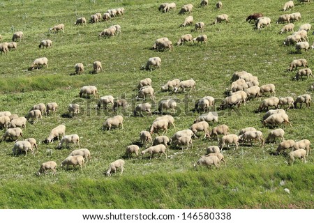 herding sheep castelluccio Sibillini Mountains National Park