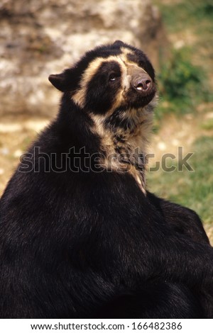 Andean bear, Tremarctos ornatus, portrait Parco Natura viva, Italy, animals in captivity
