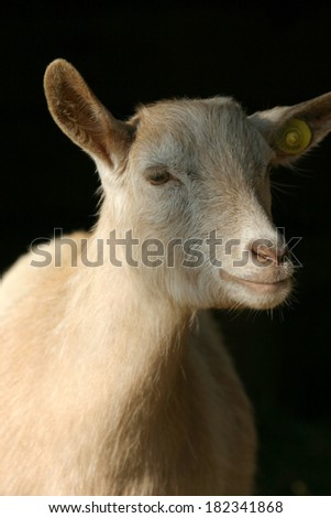 pet goat breeding mammals for meat and organic cheeses wildlife oasis of vezzano on crostolo WWF reggio emilia Emilia Romagna