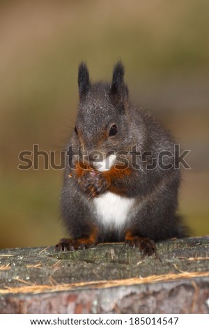 squirrel Sciurus vulgaris rodent mammal research in food supply feeders winter mountain coniferous forests mixed forests ear tufts pontresina Swiss Engadine National Park