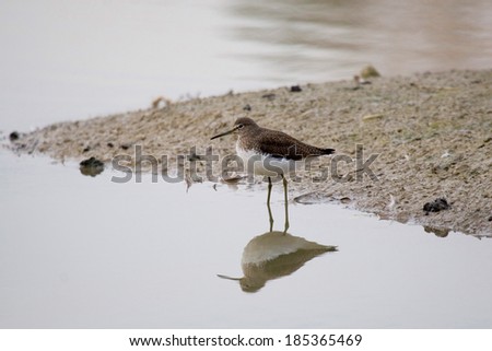 Sandpiper Tringa ochropus wader bird in the swamp in search of food in the silt nature reserve lipu Torrile parma